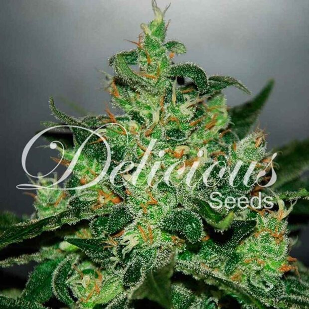 Delicious Seeds Critical Jack Herer Auto Hanfsamen 10 Stück feminisiert