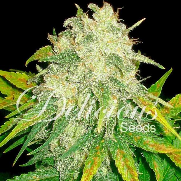 Delicious Seeds Il Diavolo Auto Hanfsamen 5 Stck