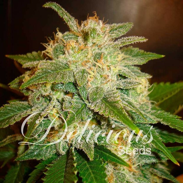 Delicious Seeds La Bella Afrodita Auto Hanfsamen 10 Stck