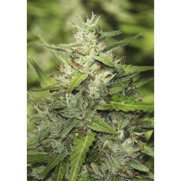 Spanish Seeds Auto Jack Herer BULK Hanfsamen 1 Stück feminisiert