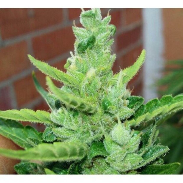 Spanish Seeds Auto Amnesia BULK Hanfsamen 1 Stück feminisiert