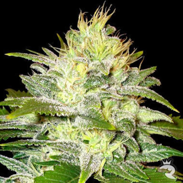 Delicious Seeds La Musa Auto Hanfsamen 5 Stck