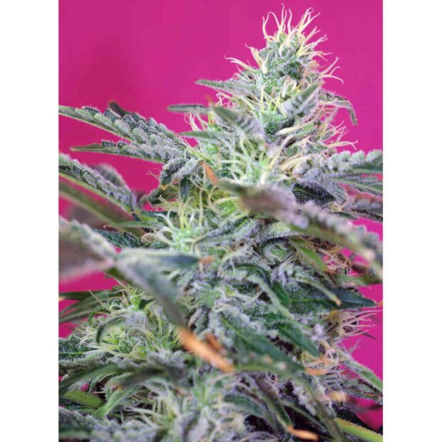 Sweet Seeds Sweet Cheese Auto Hanfsamen 3 Stück feminisiert