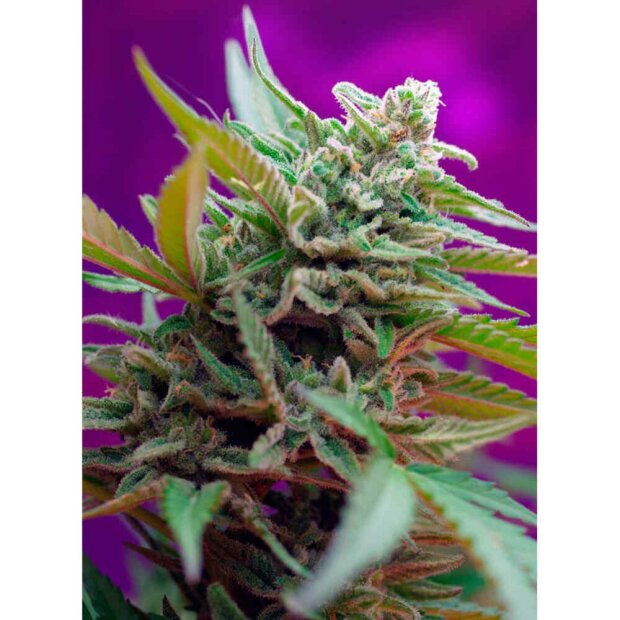 Sweet Seeds Black Jack Auto Hanfsamen 3 Stück feminisiert