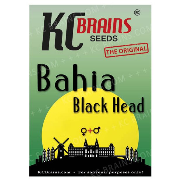KC Brains Bahia Black Head Hanfsamen 10 Stck Regulr