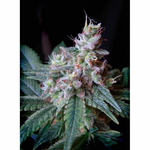 Sweet Seeds Cream Caramel F1 Fast Version Hanfsamen 10 Stck