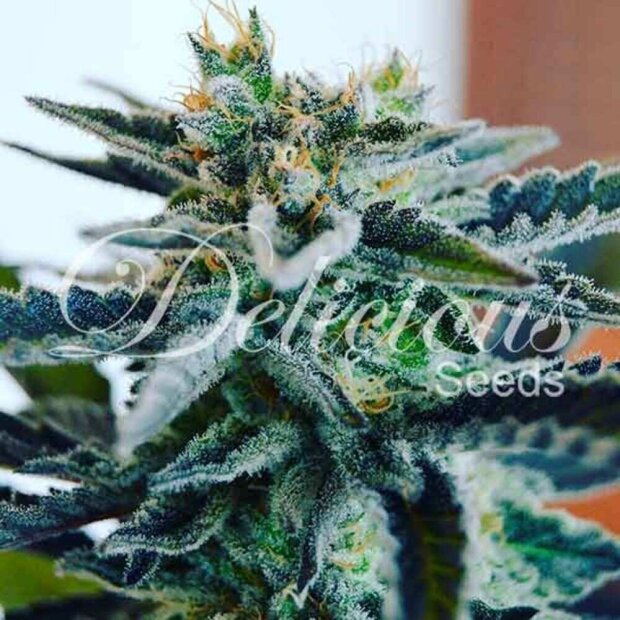 Delicious Seeds Sugar Black Rose Hanfsamen 10 Stück feminisiert