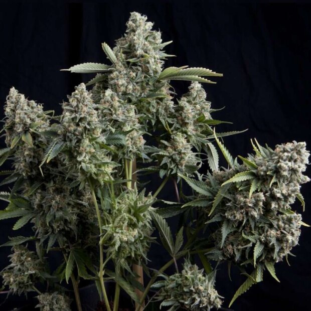 Pyramid Seeds Tutankhamon Auto Hanfsamen 3 Stck