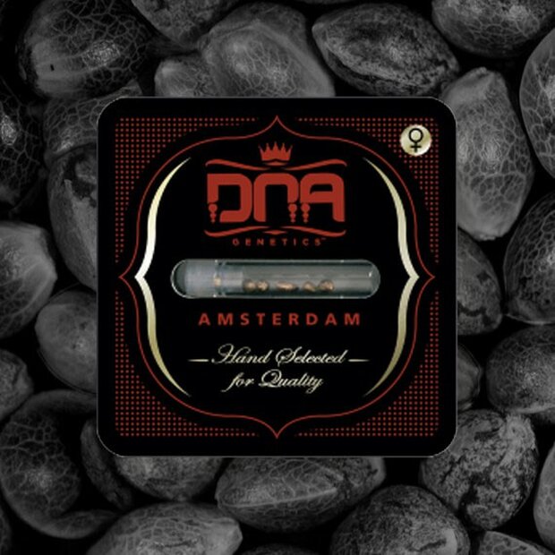 DNA DNAs Mix Pack Hanfsamen 6 Stck