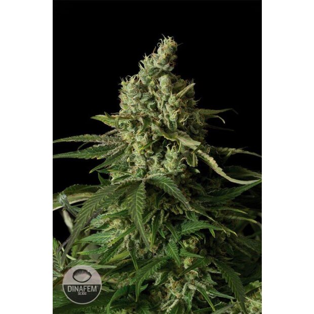 Dinafem Moby Dick CBD Hanfsamen 10 Stck