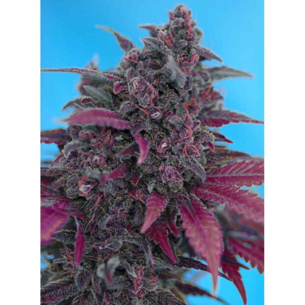 Sweet Seeds Dark Devil Auto Hanfsamen 5 Stück feminisiert