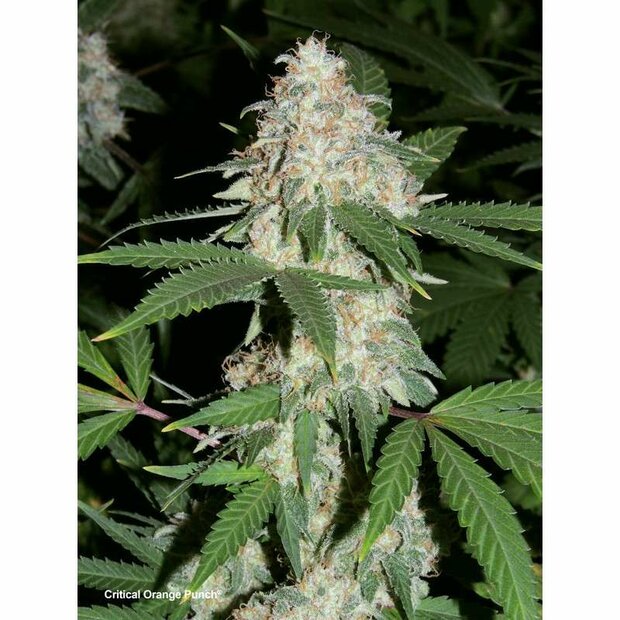 DP Critical Orange Punch Hanfsamen 5 Stck