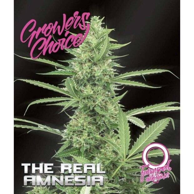 Growers Choice Auto The Real Amnesia 5 Stück feminisiert