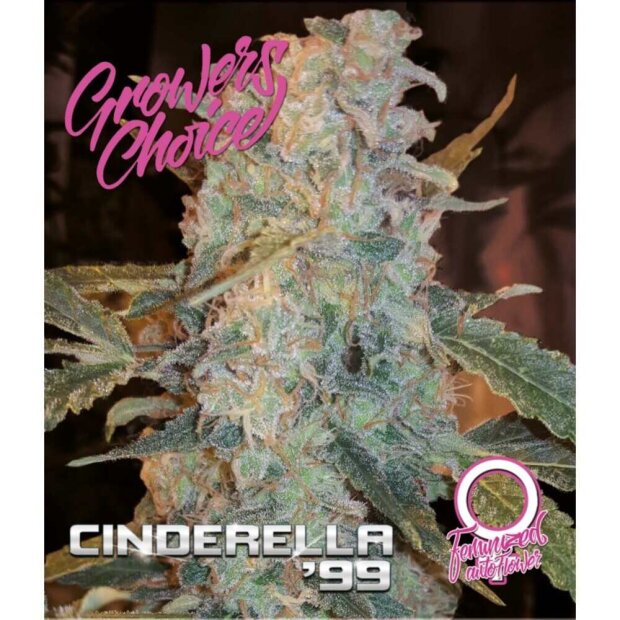 Growers Choice Auto Cinderella 99 5 Stück feminisiert