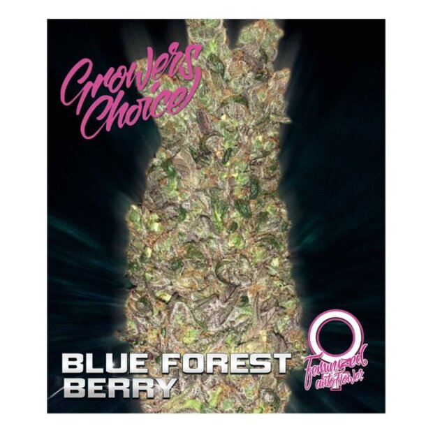 Growers Choice Auto Blue Forrest Berry 3 Stück feminisiert