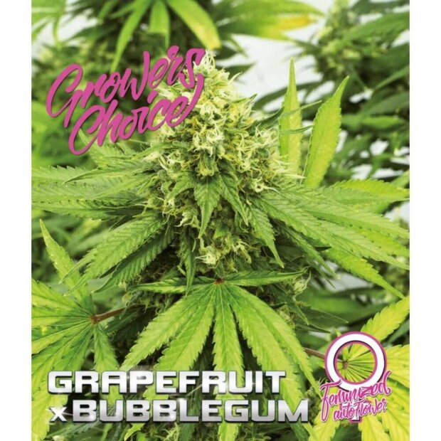 Growers Choice Auto Grapefruit x Bubblegum 3 Stück feminisiert