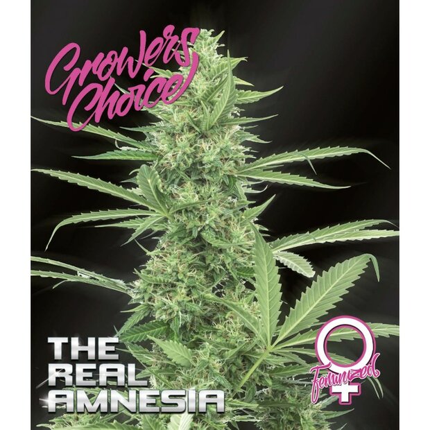 Growers Choice The Real Amnesia 5 Stck