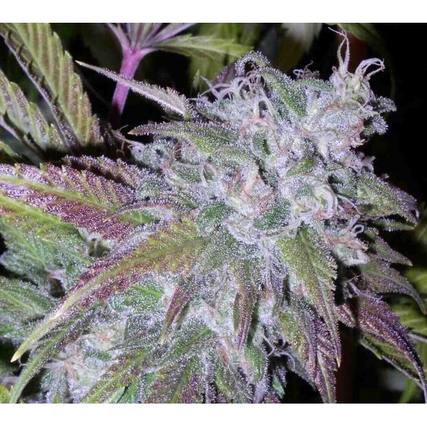 Growers Choice Silver Grape Sherbet 3 Stck