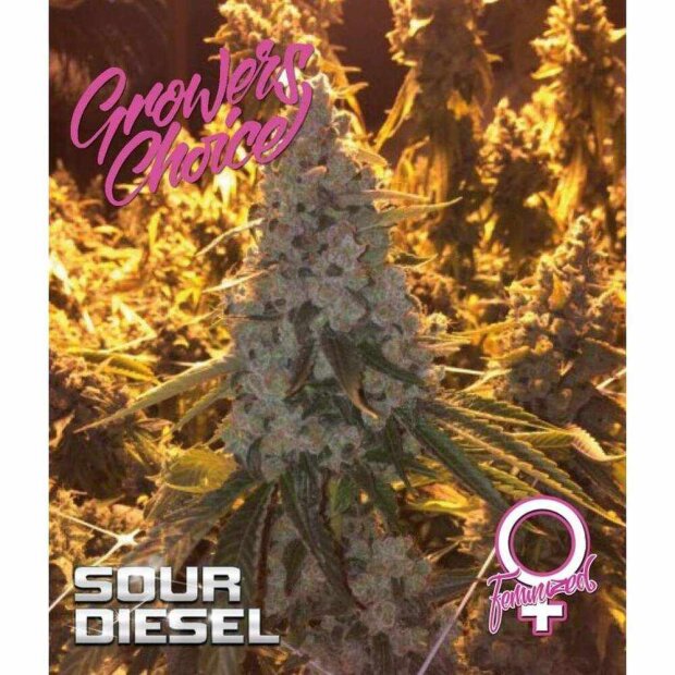 Growers Choice Sour Diesel 3 Stück feminisiert