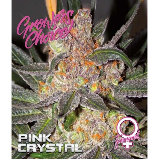 Growers Choice Pink Crystal 3 Stück feminisiert