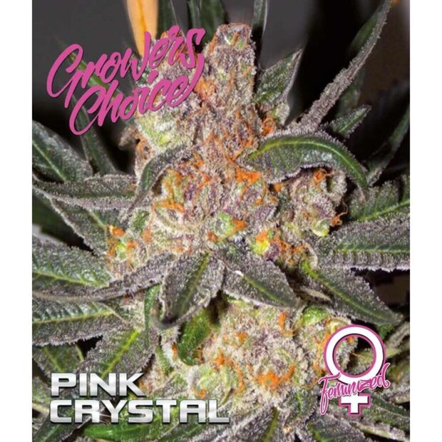 Growers Choice Pink Crystal 3 Stck