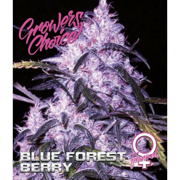 Growers Choice Blue Forest Berry 3 Stck