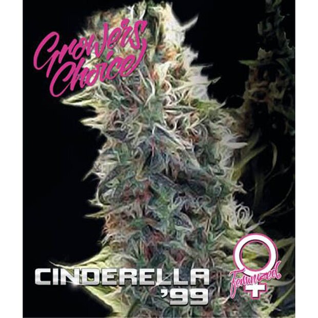Growers Choice Cinderella 99 3 Stck