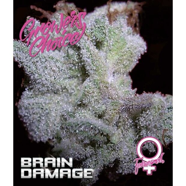 Growers Choice Braindamage 5 Stück feminisiert