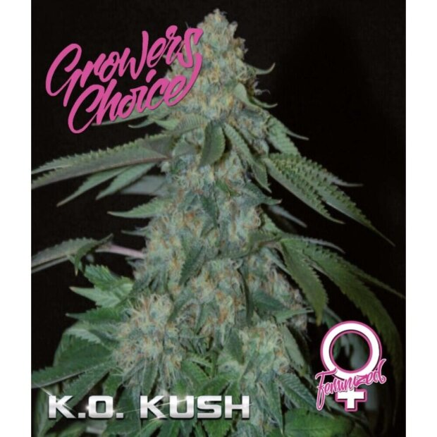 Growers Choice KO Kush 5 Stück feminisiert