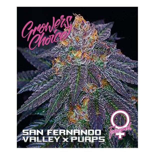 Growers Choice San Fernando Valley x Purps 3 Stück feminisiert