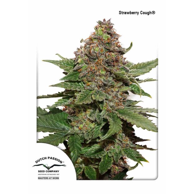 DP Strawberry Cough Hanfsamen 10 Stck