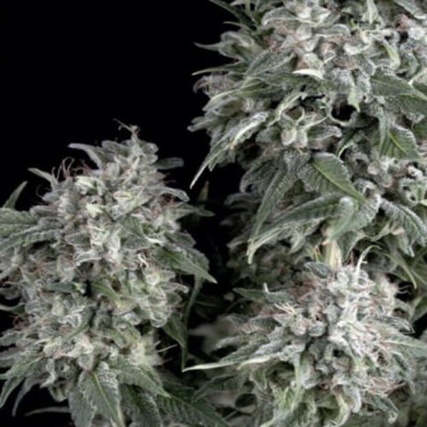 Trikoma White Widow Hanfsamen 5 Stck