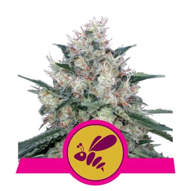 Royal Queen Honey Cream (Fast Flowering) Hanfsamen 3 Stück feminisiert