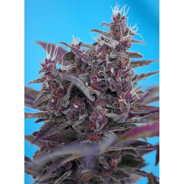 Sweet Seeds Black Cream Auto Hanfsamen 5 Stck