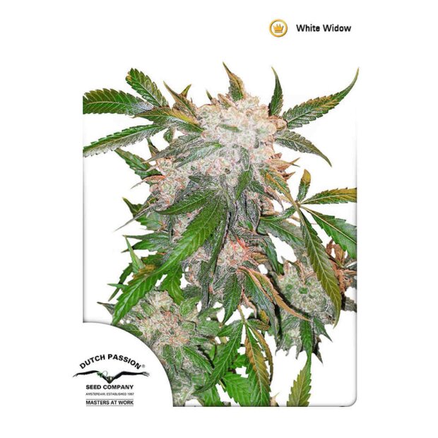 DP White Widow Hanfsamen 10 Stck Feminisiert