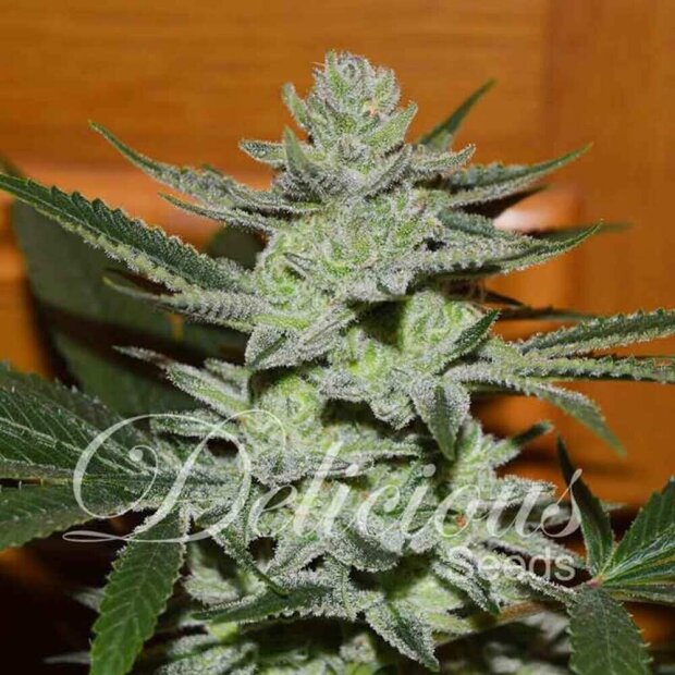 Delicious Seeds Unknown Kush Hanfsamen 10 Stück feminisiert