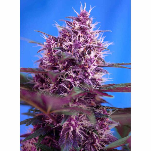 Sweet Seeds Red Poison Auto Hanfsamen 3 Stück feminisiert