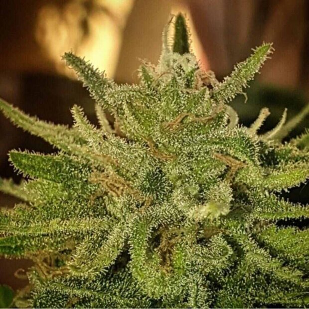 Delicious Seeds LIMITED Sugar Black Rose x Bubblegum Hanfsamen 10 Stück feminisiert