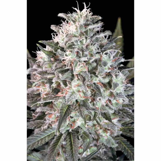 Paradise Seeds Space Cookies Hanfsamen 10 Stck