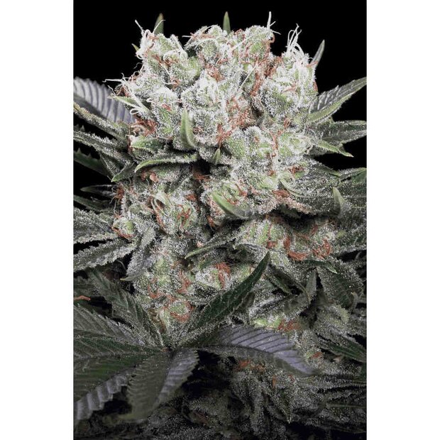 Paradise Seeds Cali Gold Hanfsamen 3 Stck