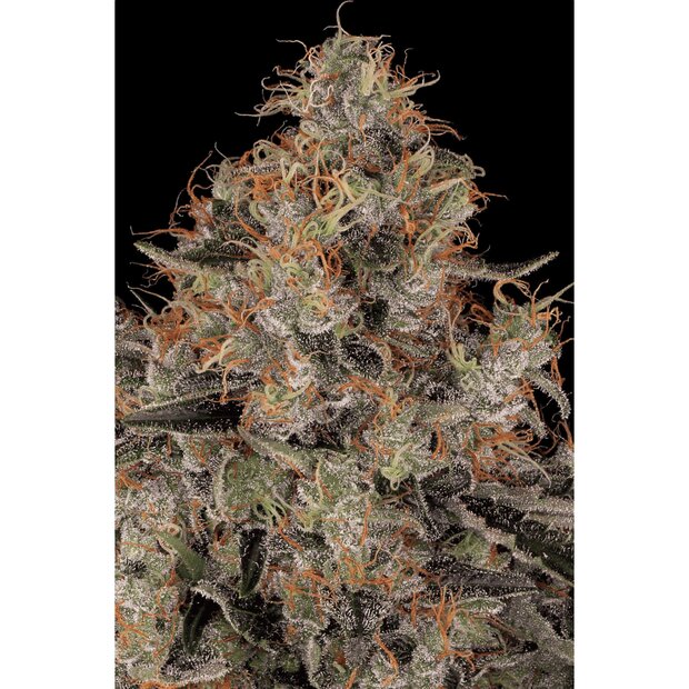 Paradise Seeds Blue Kushberry Hanfsamen 3 Stck