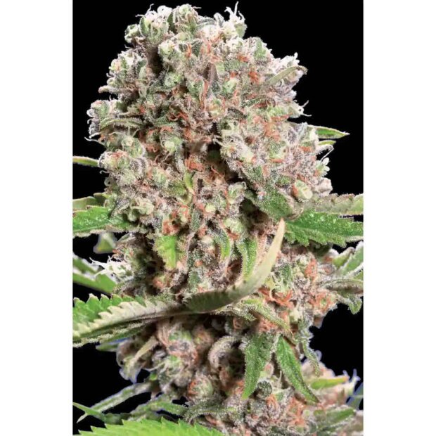 Paradise Seeds Mendocino Skunk Hanfsamen 3 Stück feminisiert