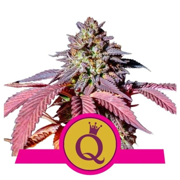 Royal Queen Purple Queen Hanfsamen 5 Stück