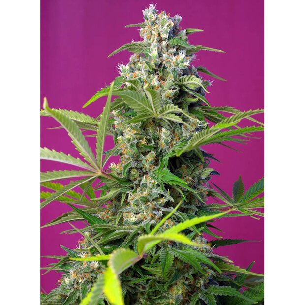 Sweet Seeds Gorilla Girl Hanfsamen 3 Stck