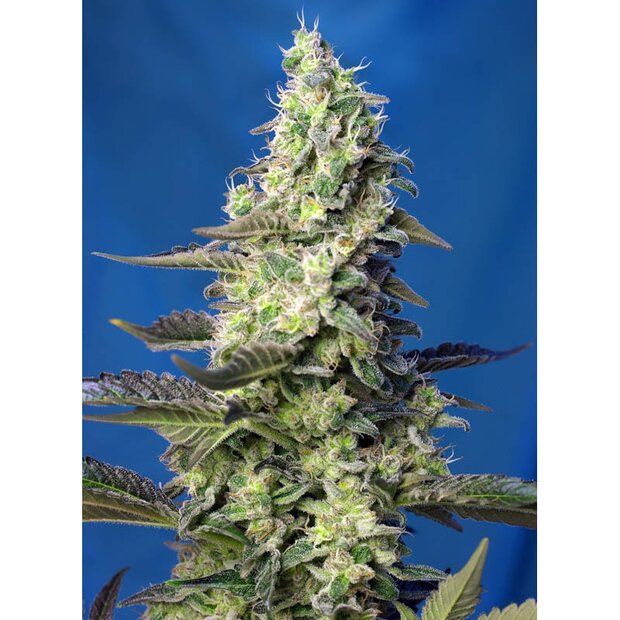 Sweet Seeds Green Poison XL Auto Hanfsamen 3 Stck