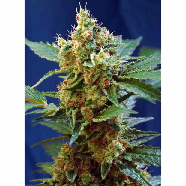 Sweet Seeds Cream Mandarine XL Auto Hanfsamen 3 Stck