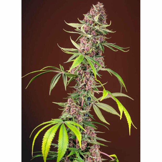 Sweet Seeds Red Mandarine Fast Version Hanfsamen 5 Stck