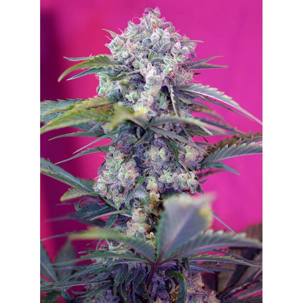 Sweet Seeds Cream Mandarine Auto Hanfsamen 3 Stck