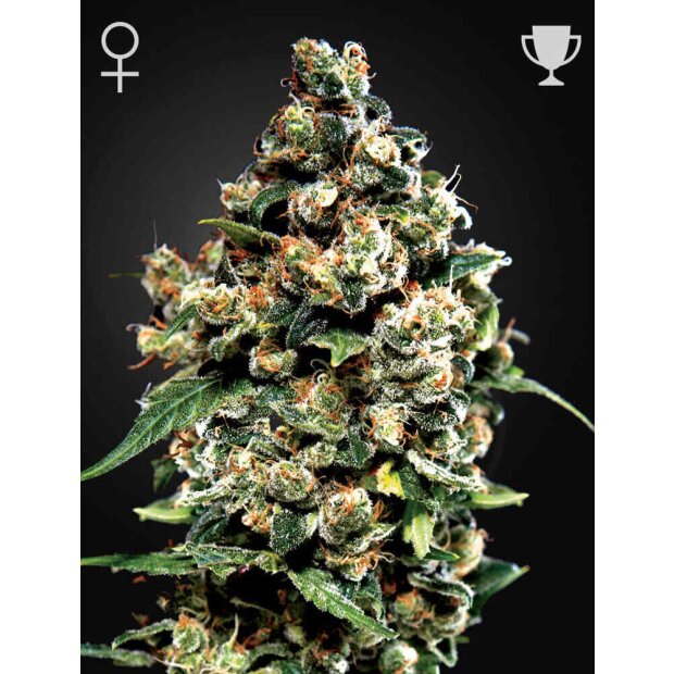 Greenhouse Jack Herer Hanfsamen 3 Stck