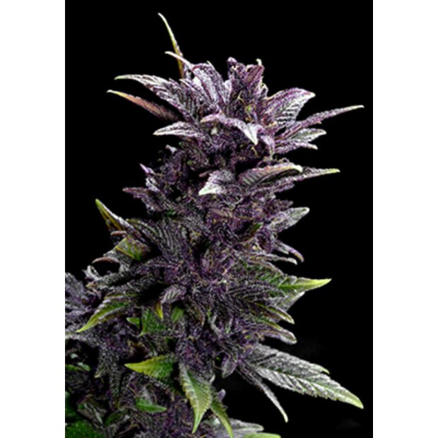 Spanish Seeds Purple Fem. BULK Hanfsamen 1 Stück feminisiert